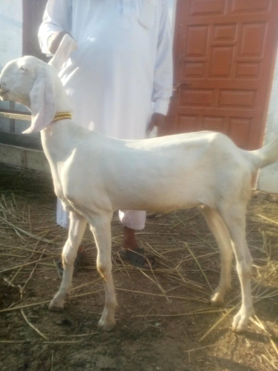 Rajan puri goat | Rajanpur