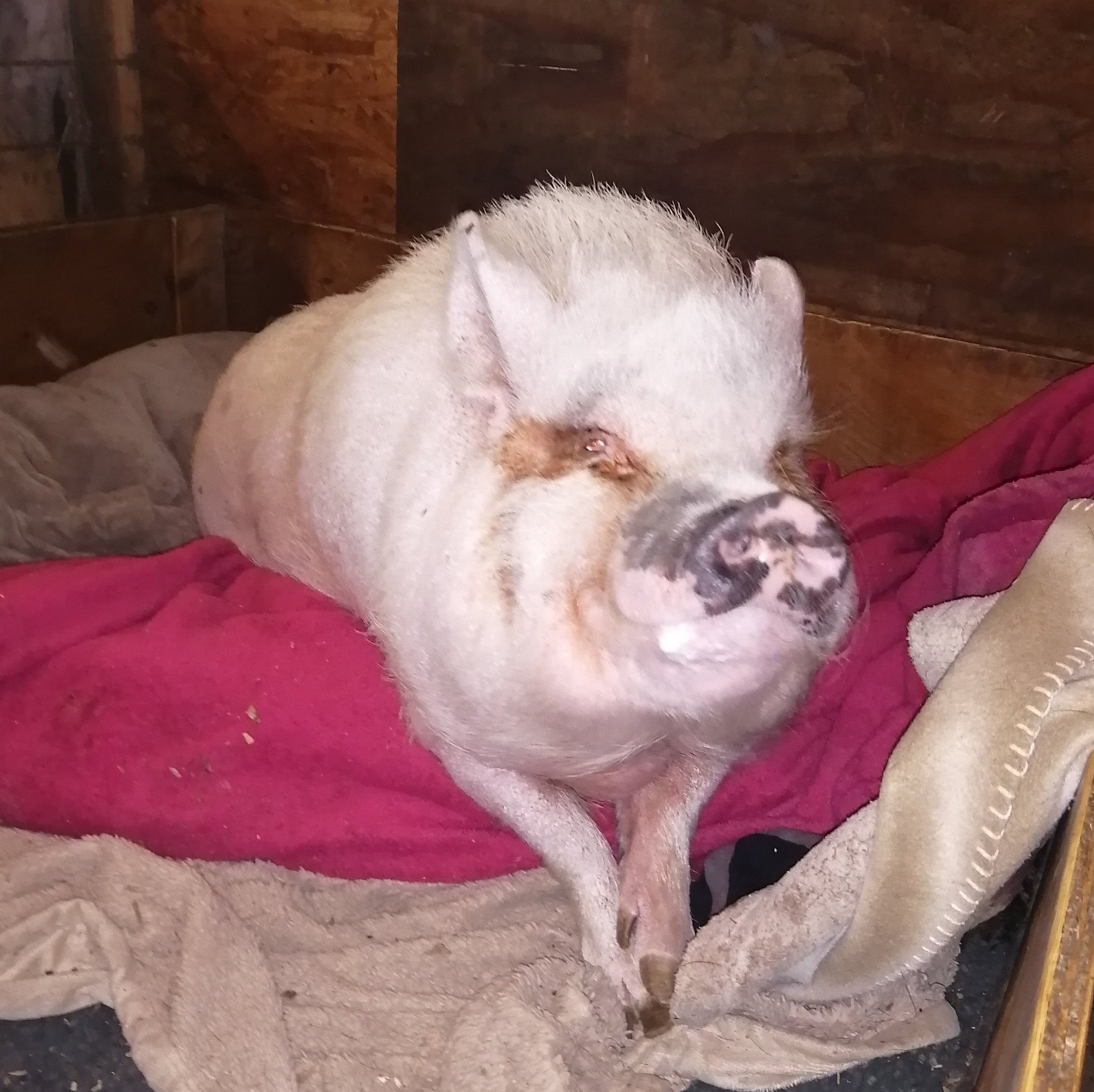 Ruby Ranch Pig and farm animal Sanctuary