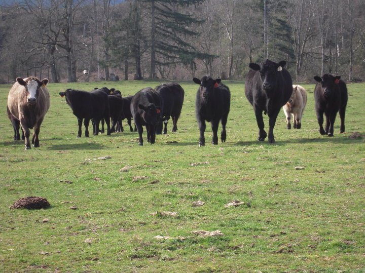 Hoot Owl Ranch | Yelm WA
