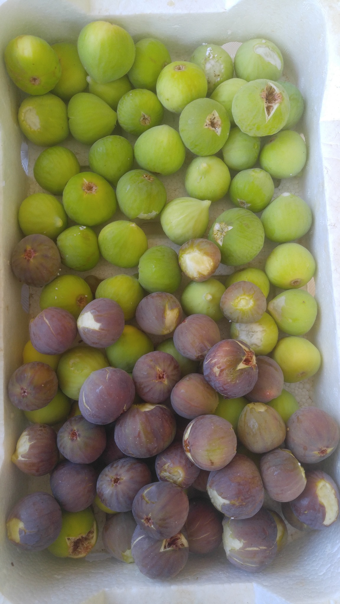 مونة الضيعة