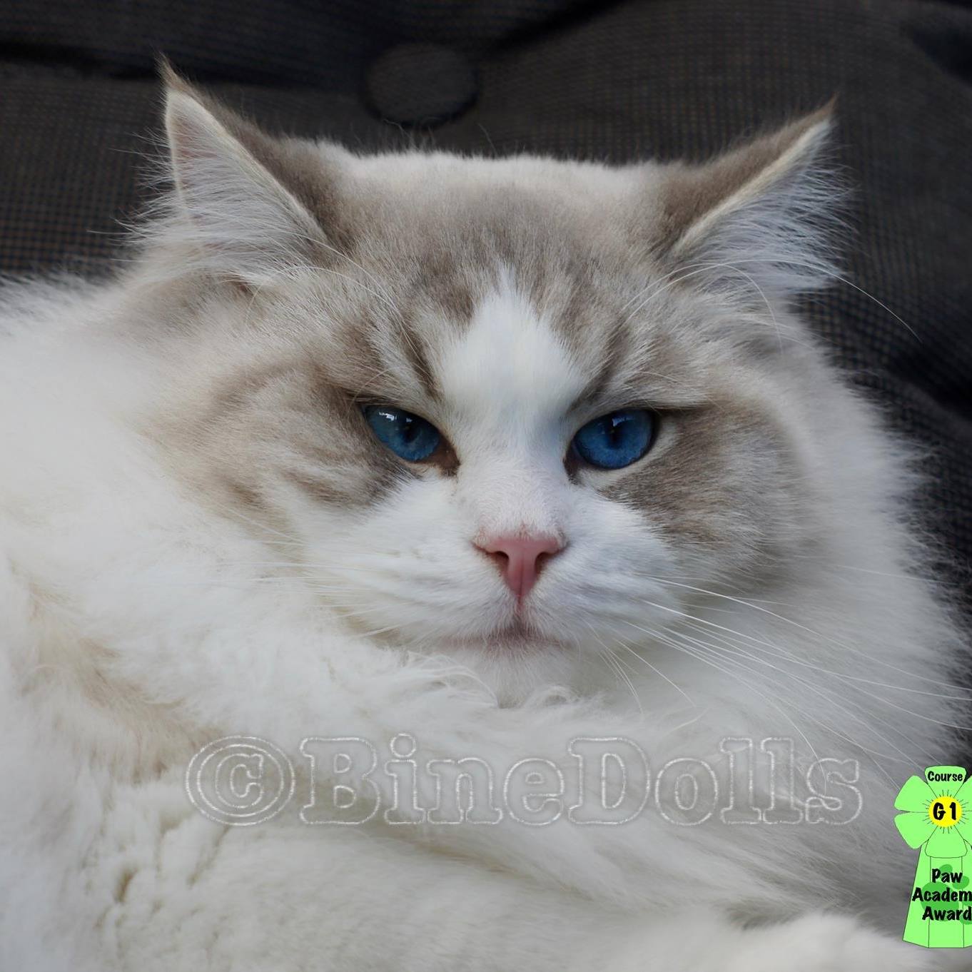 Am Sonntag gewann unser Wurf die Best in Show ️🤗#ragdoll #cat #pet # ...