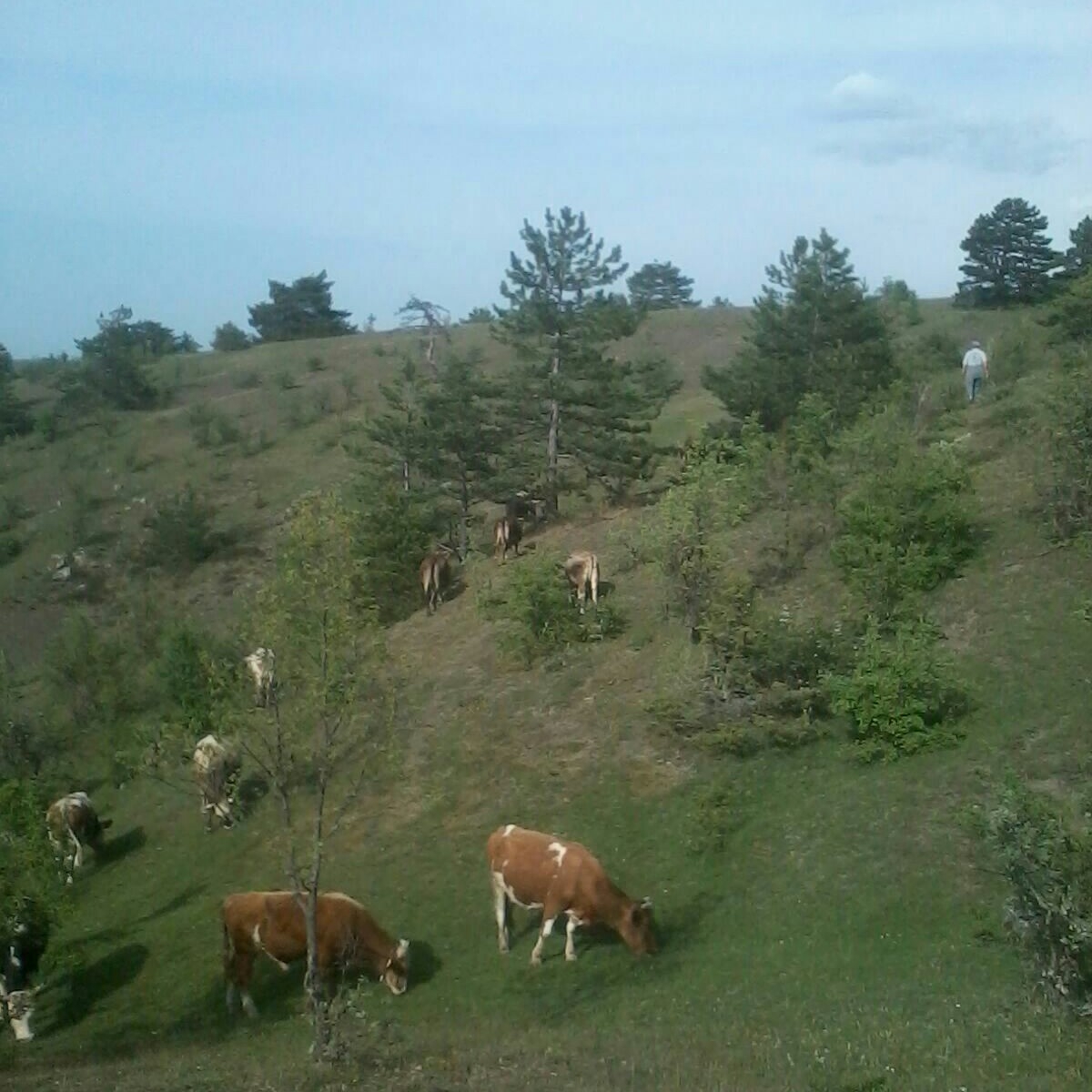 Yalniz Köyü Daday Kastamonu