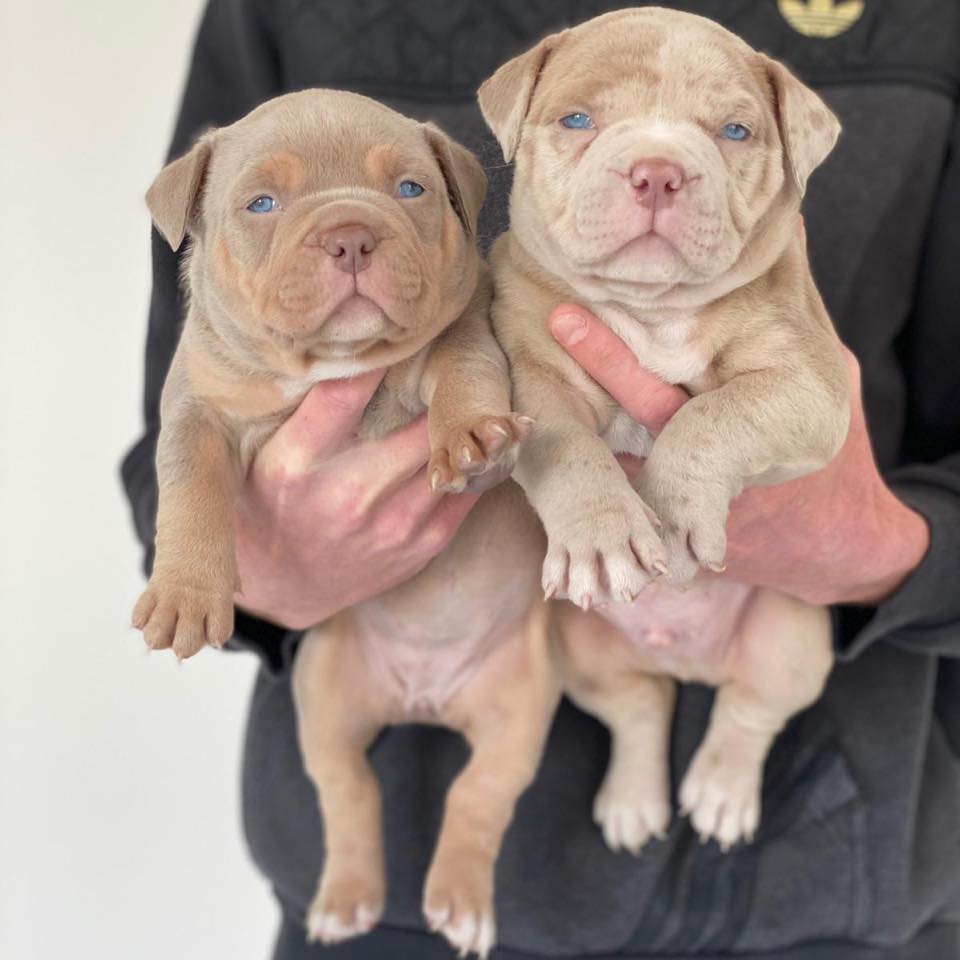 Alpha_exotic_dogz