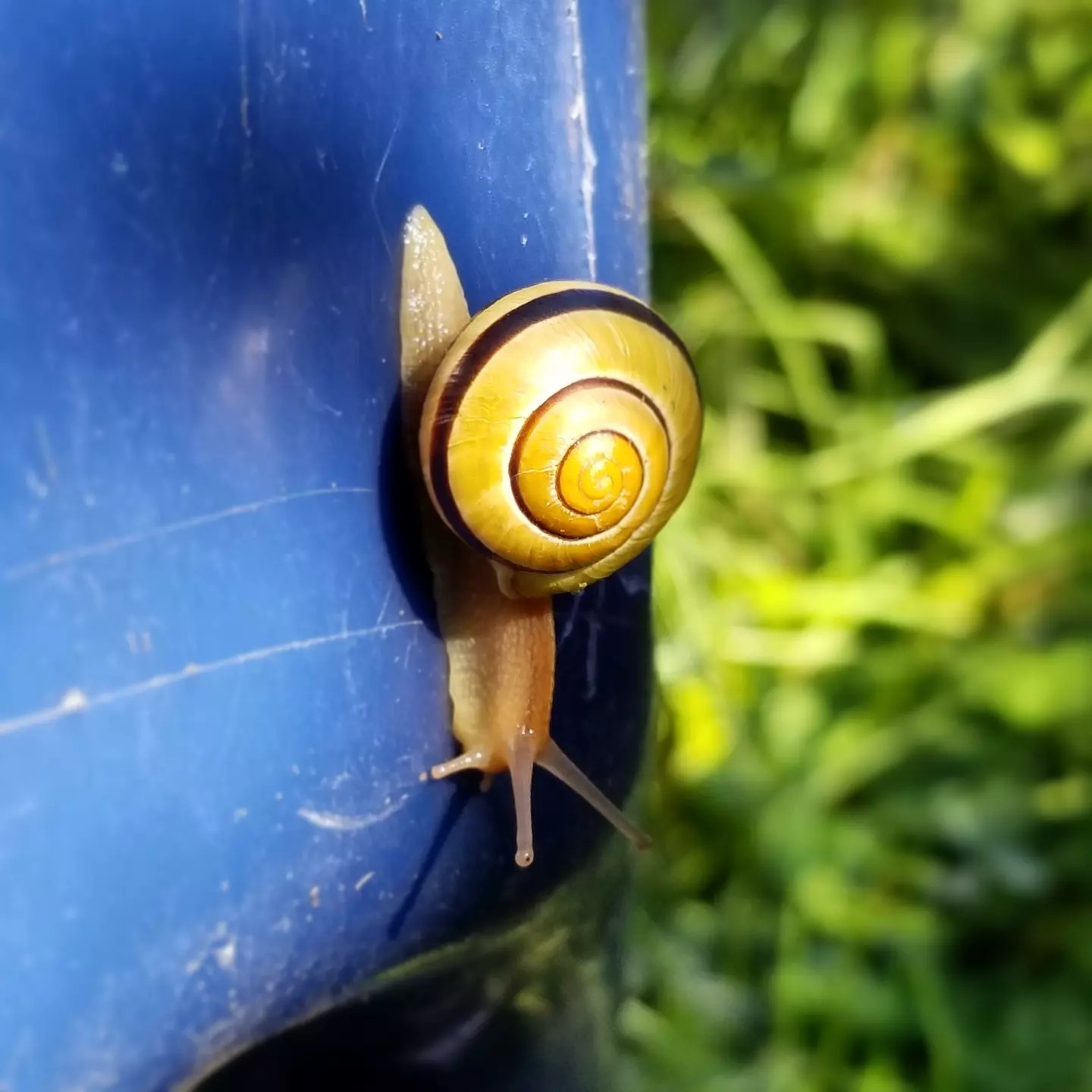 A Snail Life