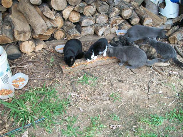 Save the Nutbush Feral Cats