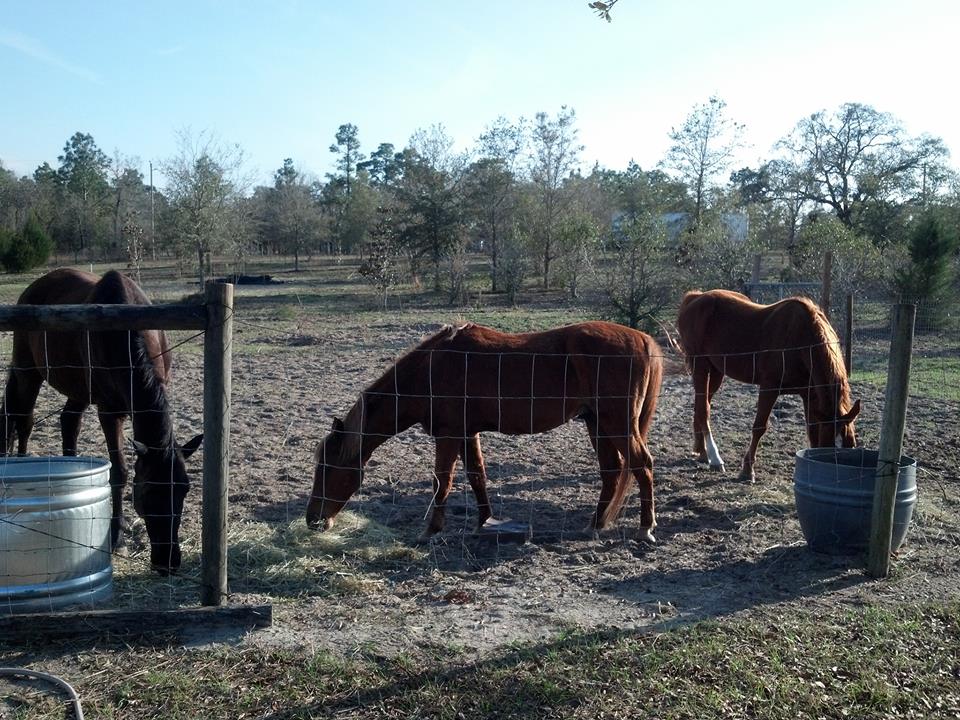Double A Ranch