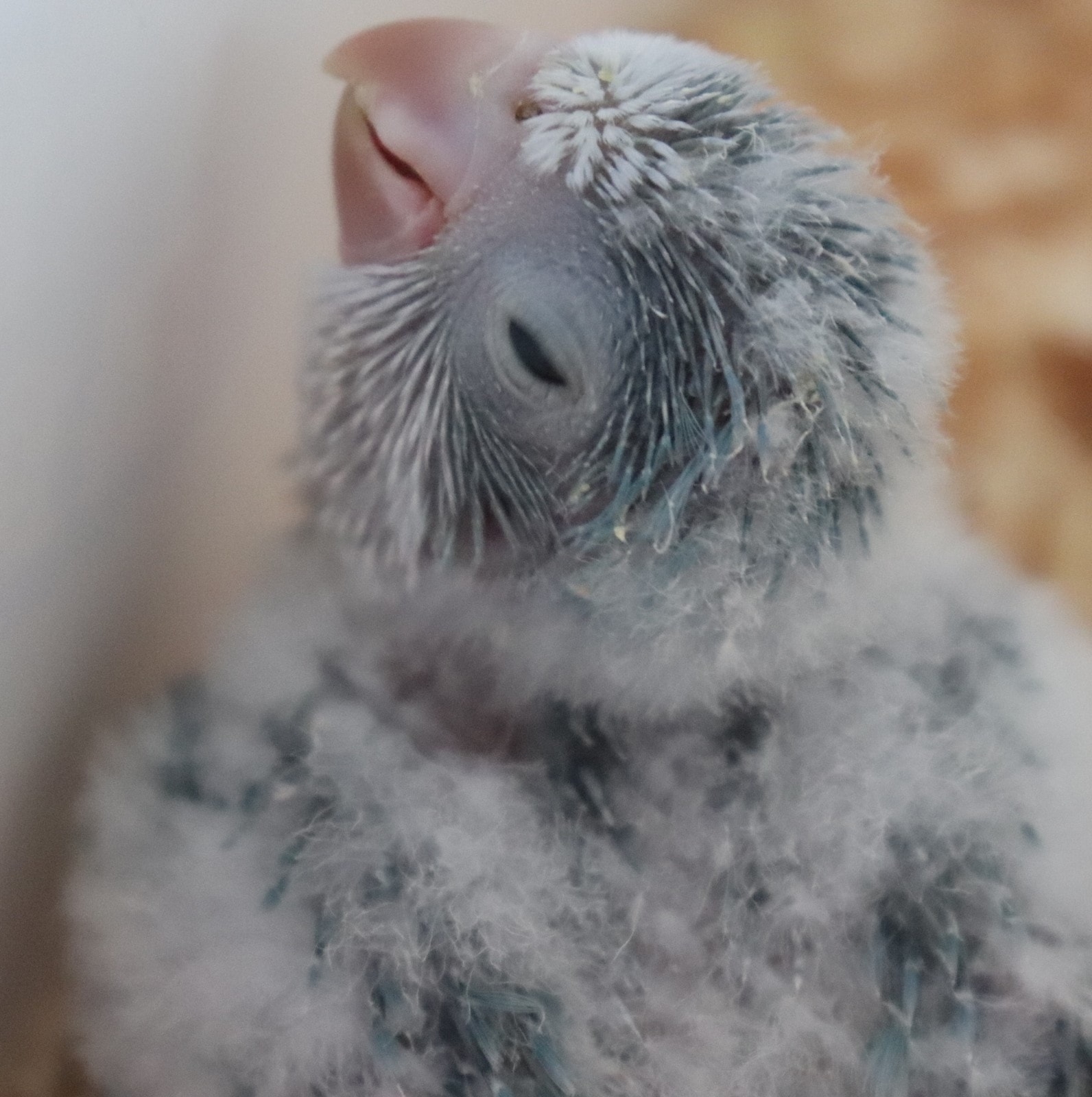 Navy Cooper the Quaker Parrot