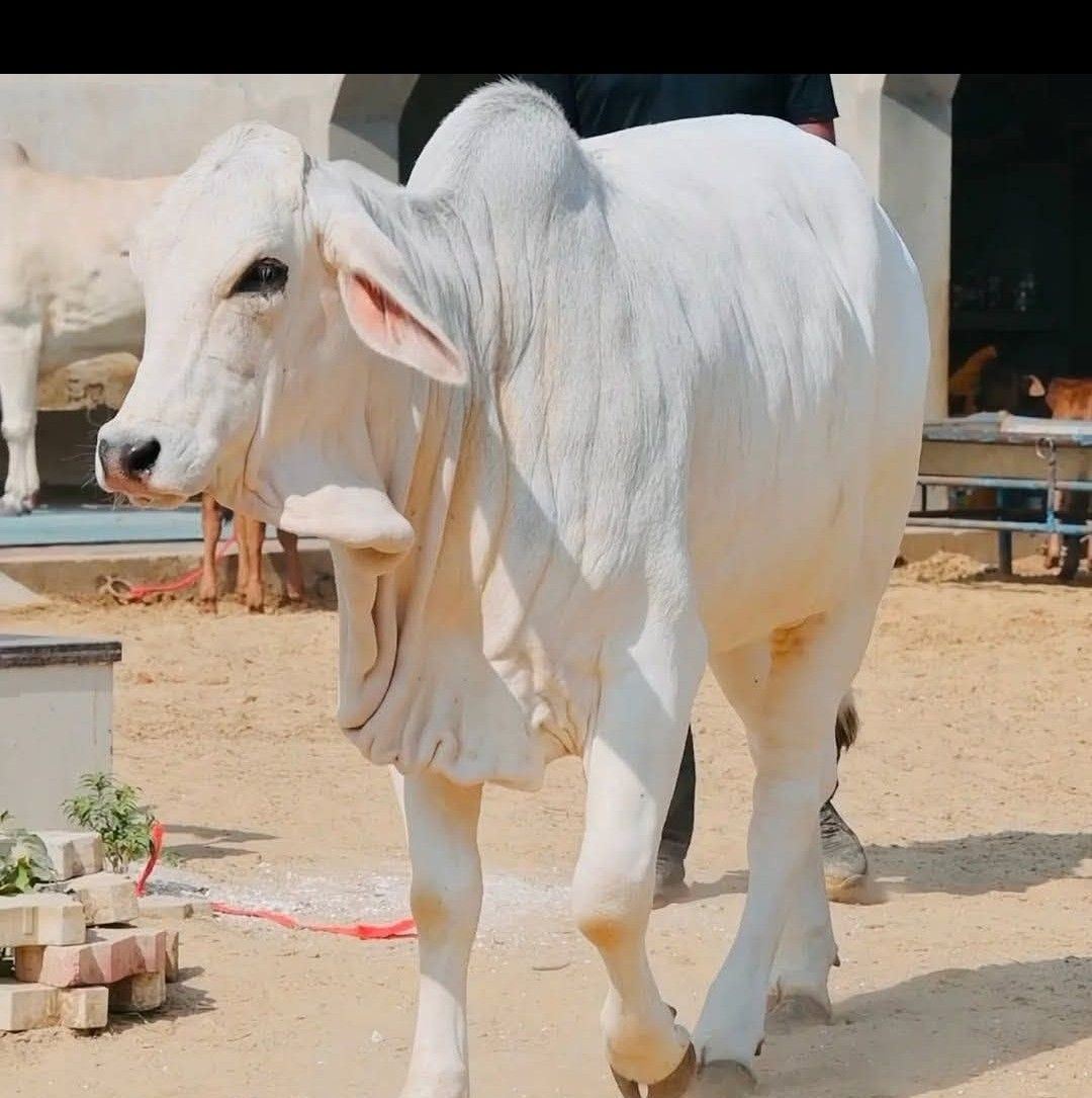 Pawan Rao Ji