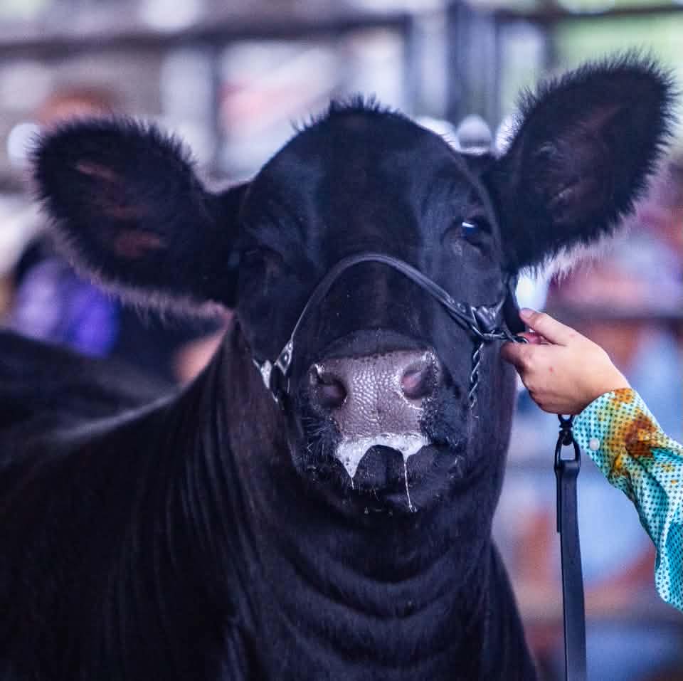 Samsel Livestock-Show Cattle | Reelsville IN