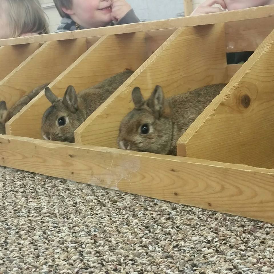 Willow Wisp Rabbitry | Blairstown NJ