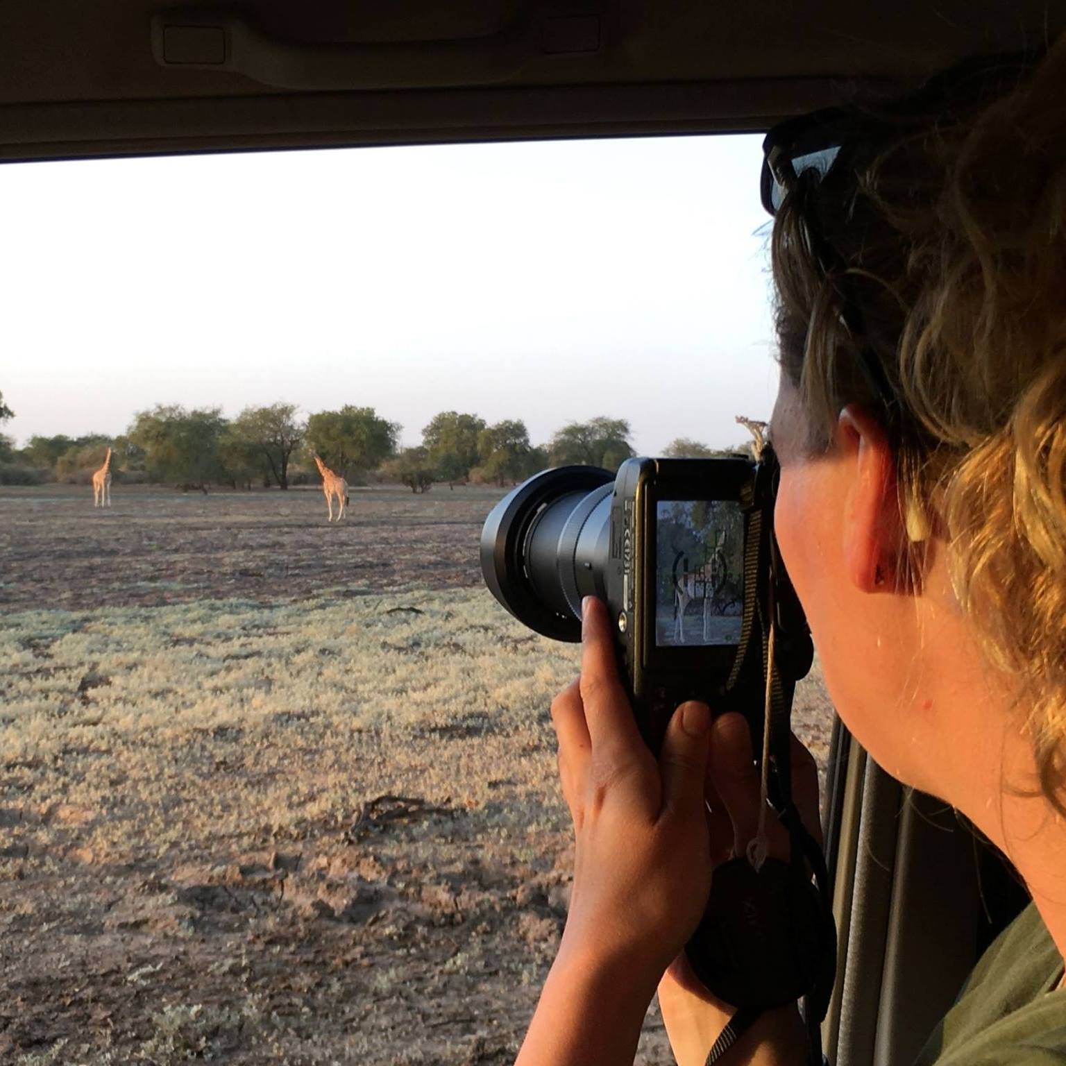 Kordofan Giraffe Project