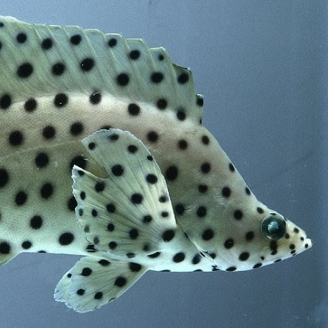 Malaysian Saltwater Fish-Ikan Laut Malaysia - Layaran juga dikenali ...