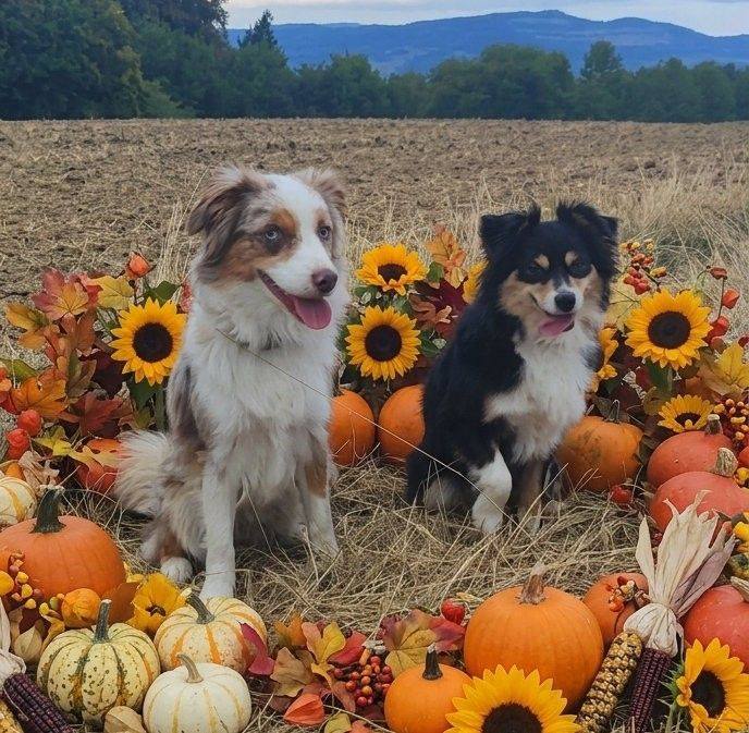 EMASCD Erster Miniature Australian Shepherd Club Deutschland e.V ...