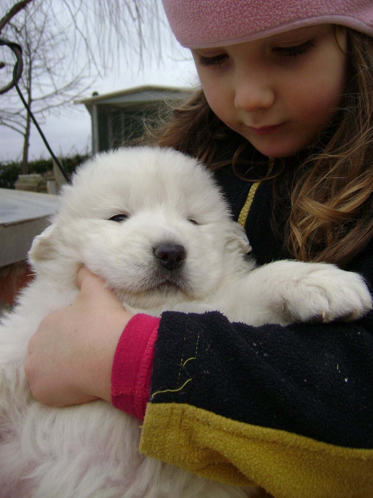 Allevamento Del Cane Da Pastore Maremmano Abruzzese Kennel