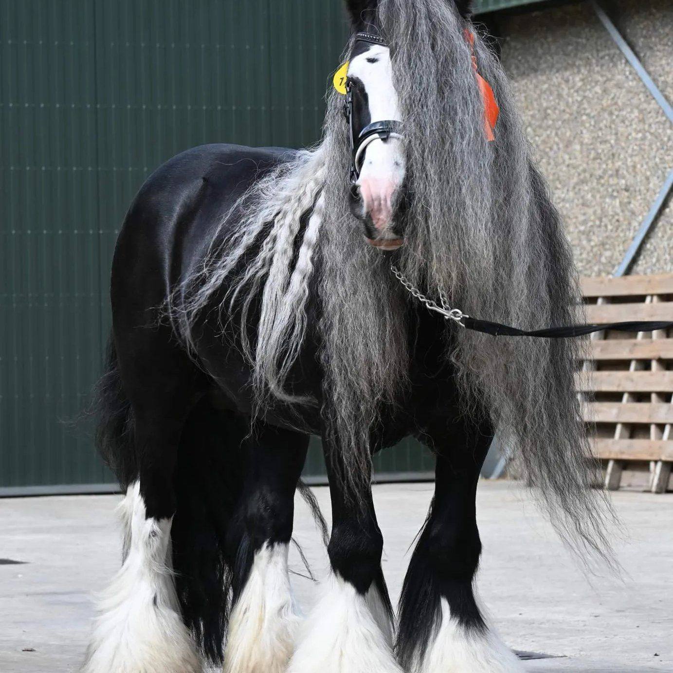 Deaglán Snorremans van Germania