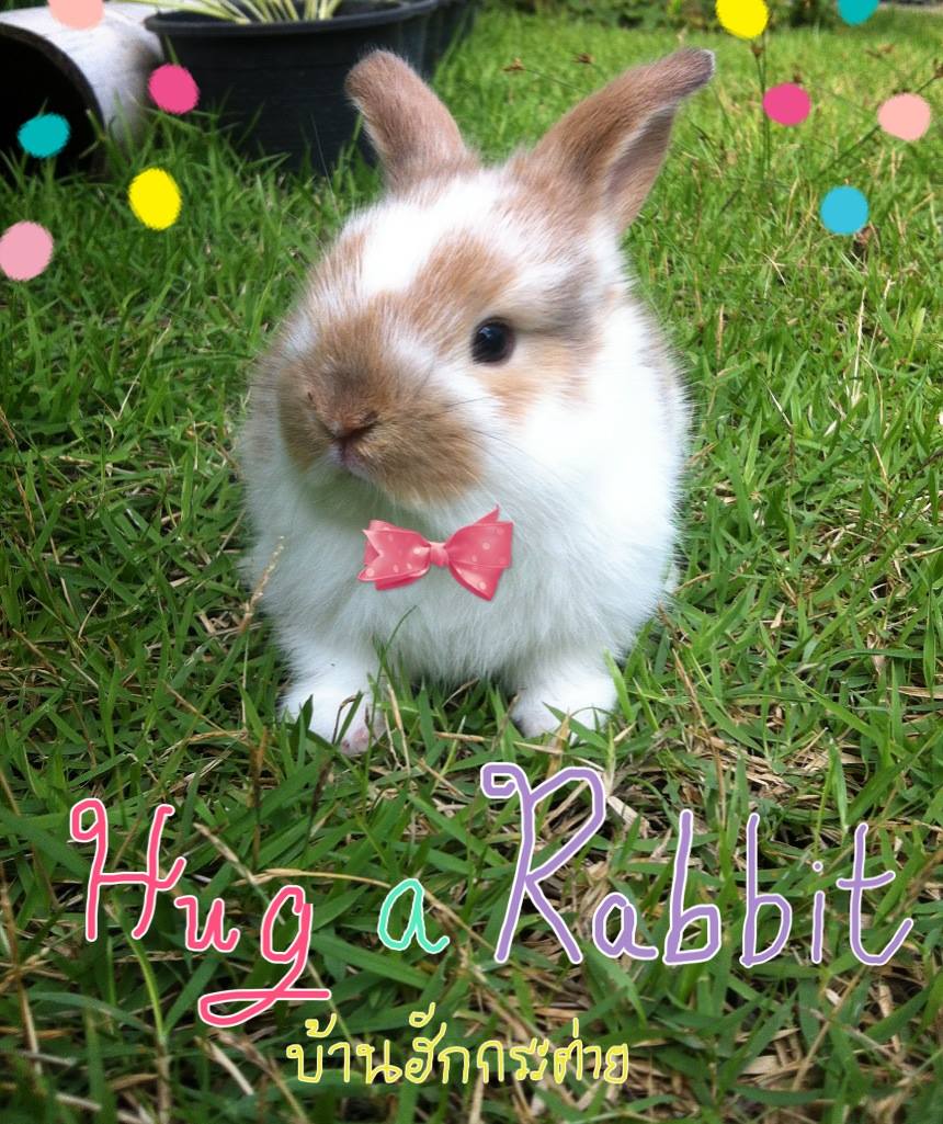 Hug a Rabbit บ้านฮักกระต่าย
