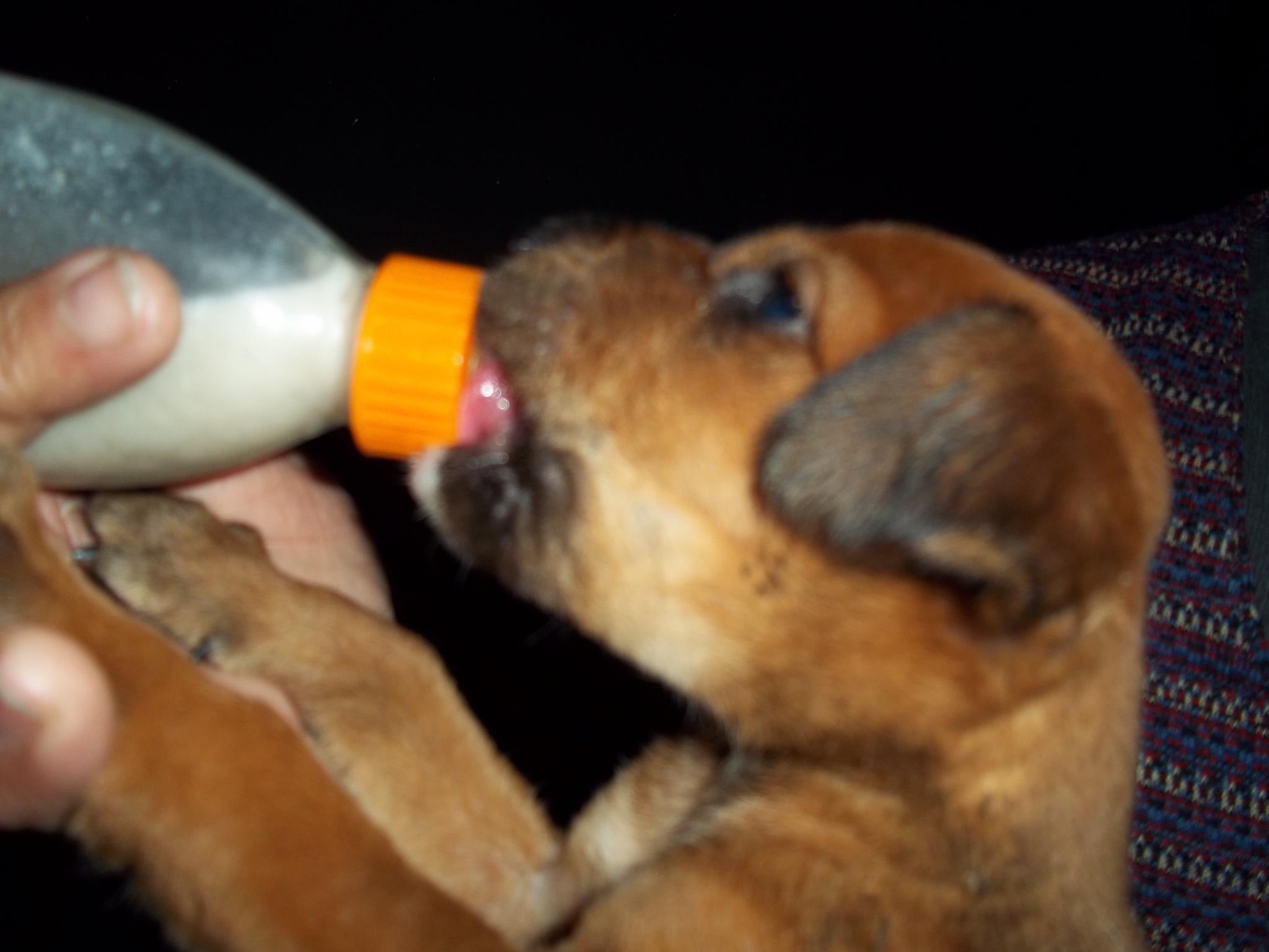 Asociacion Para la Asistencia al Animal Abandonado-APAAA- | Dolores