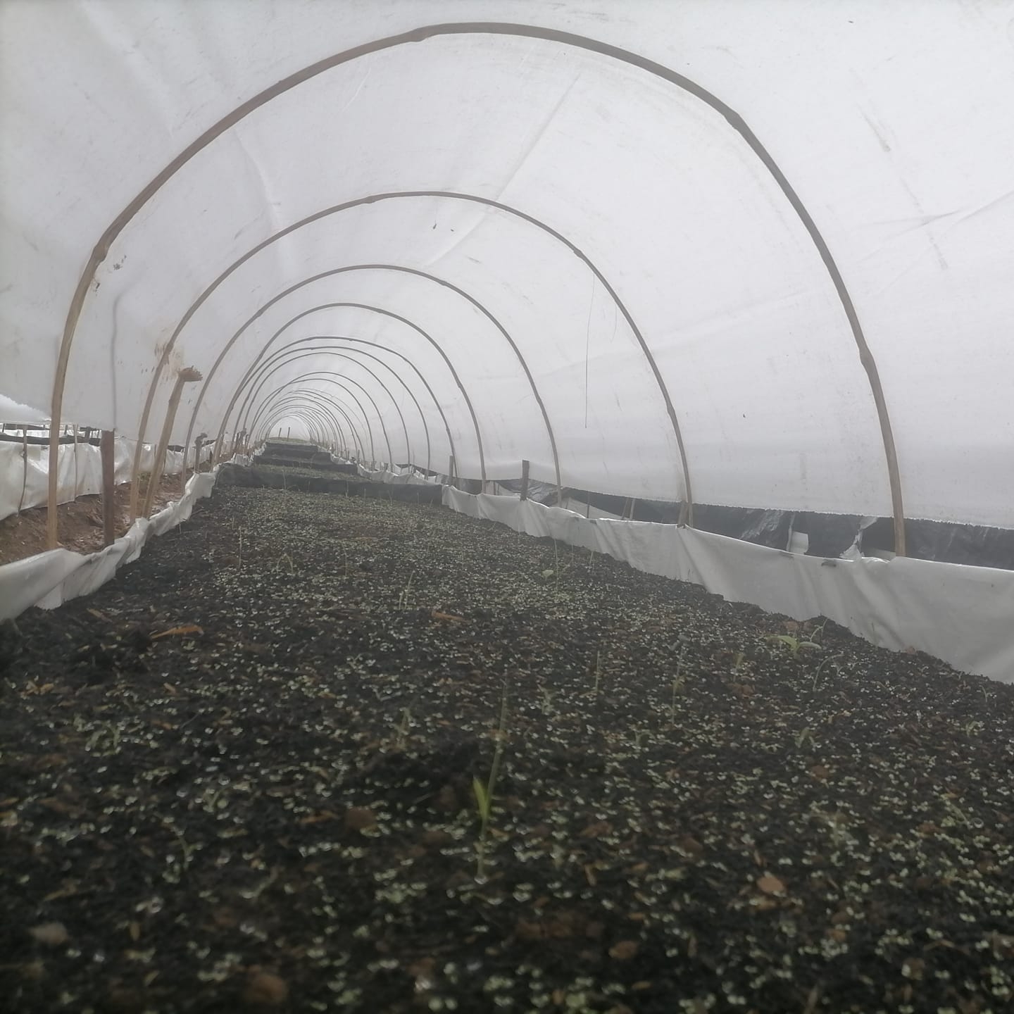 Tobacco Production of Gattaran