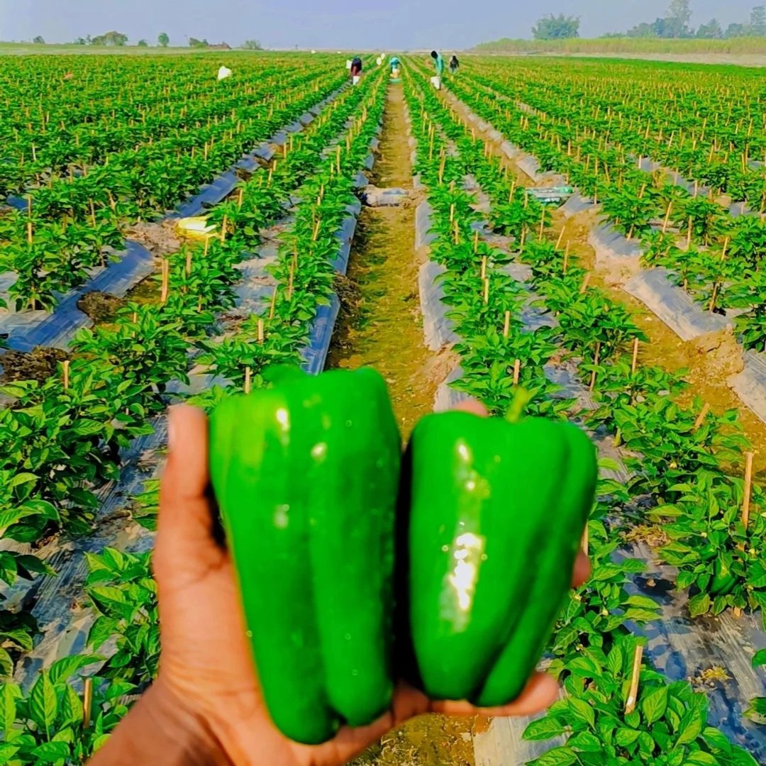 Soyam Obaidul