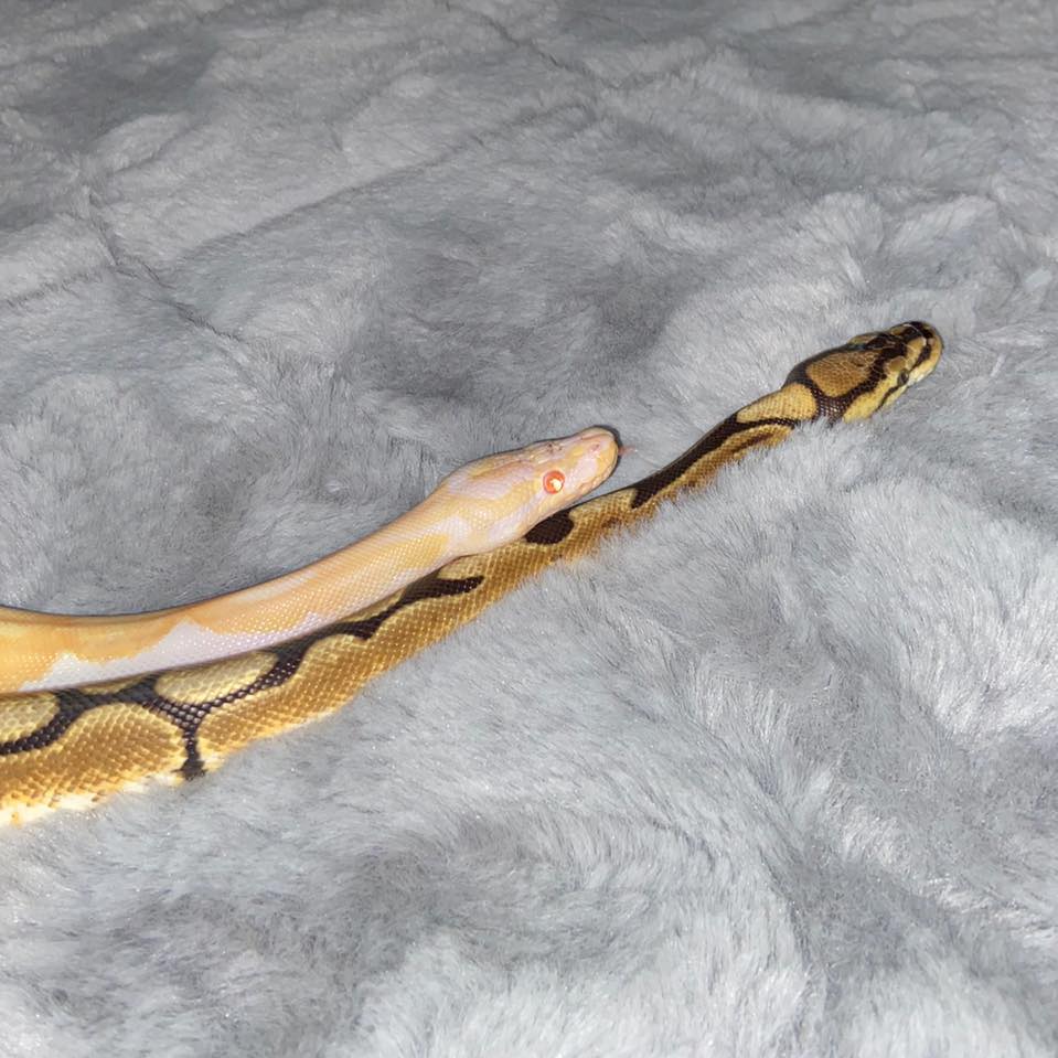 Smith's Reptiles | Ponchatoula LA