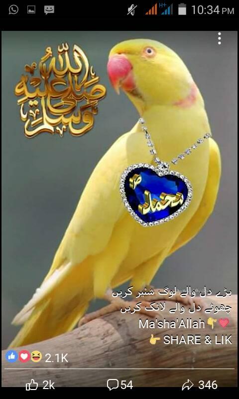 RAUF JAN
