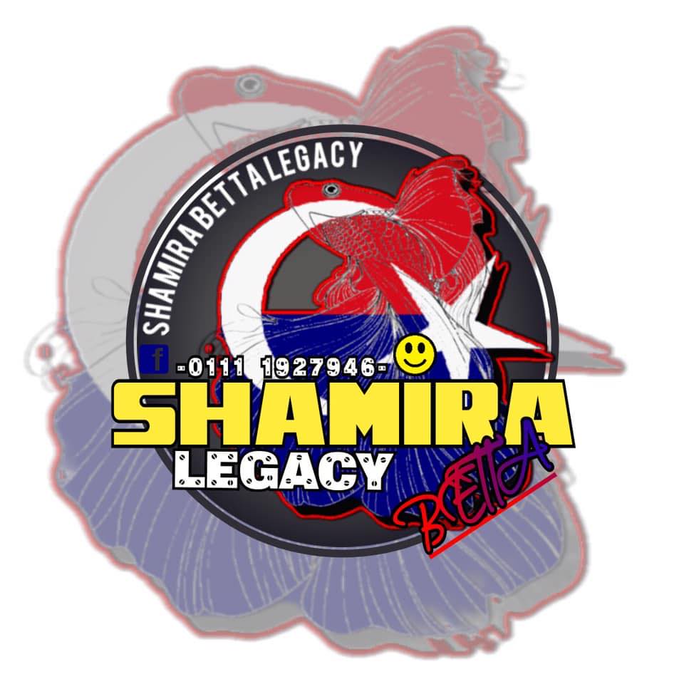 Shamira Betta Legacy 2
