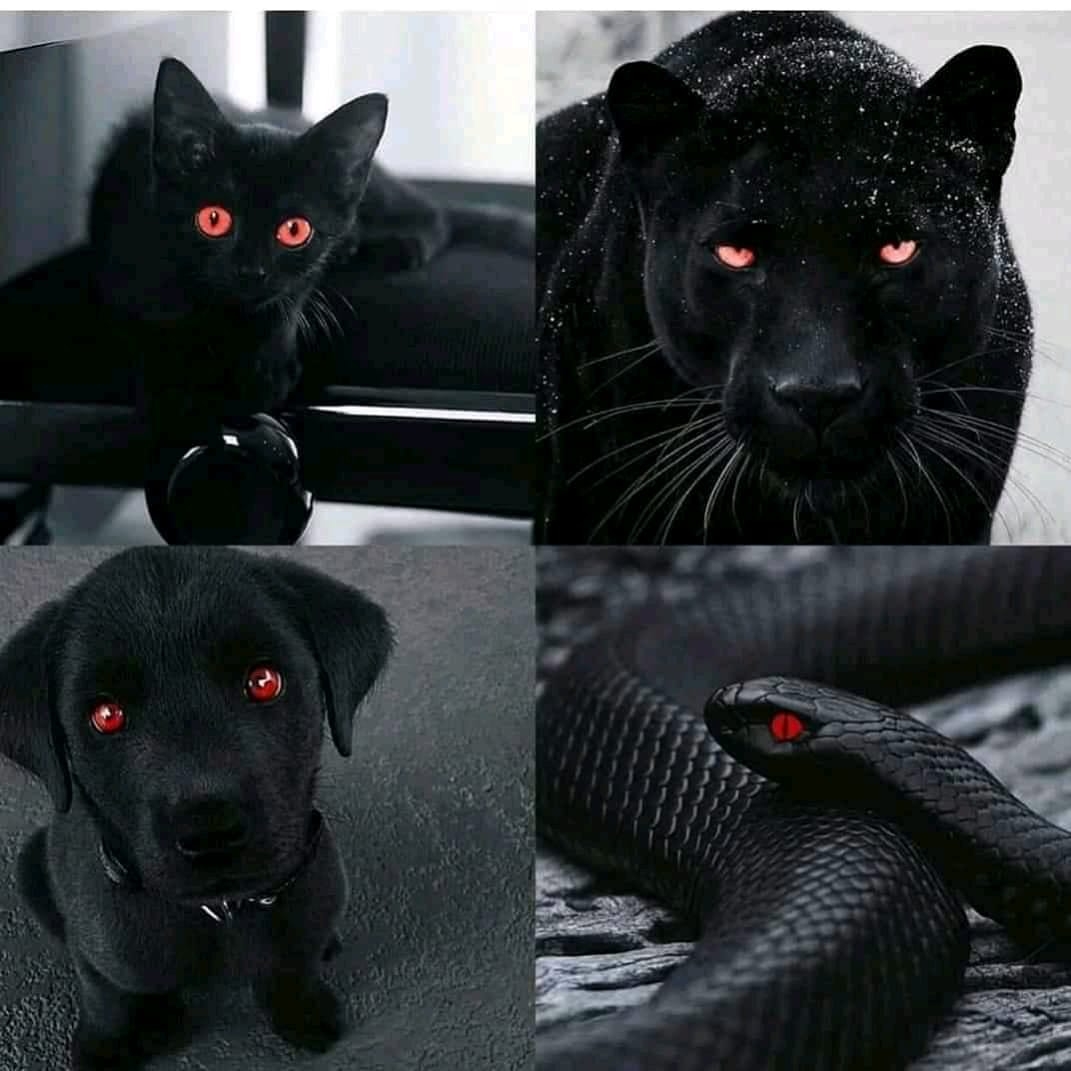 Black Fun