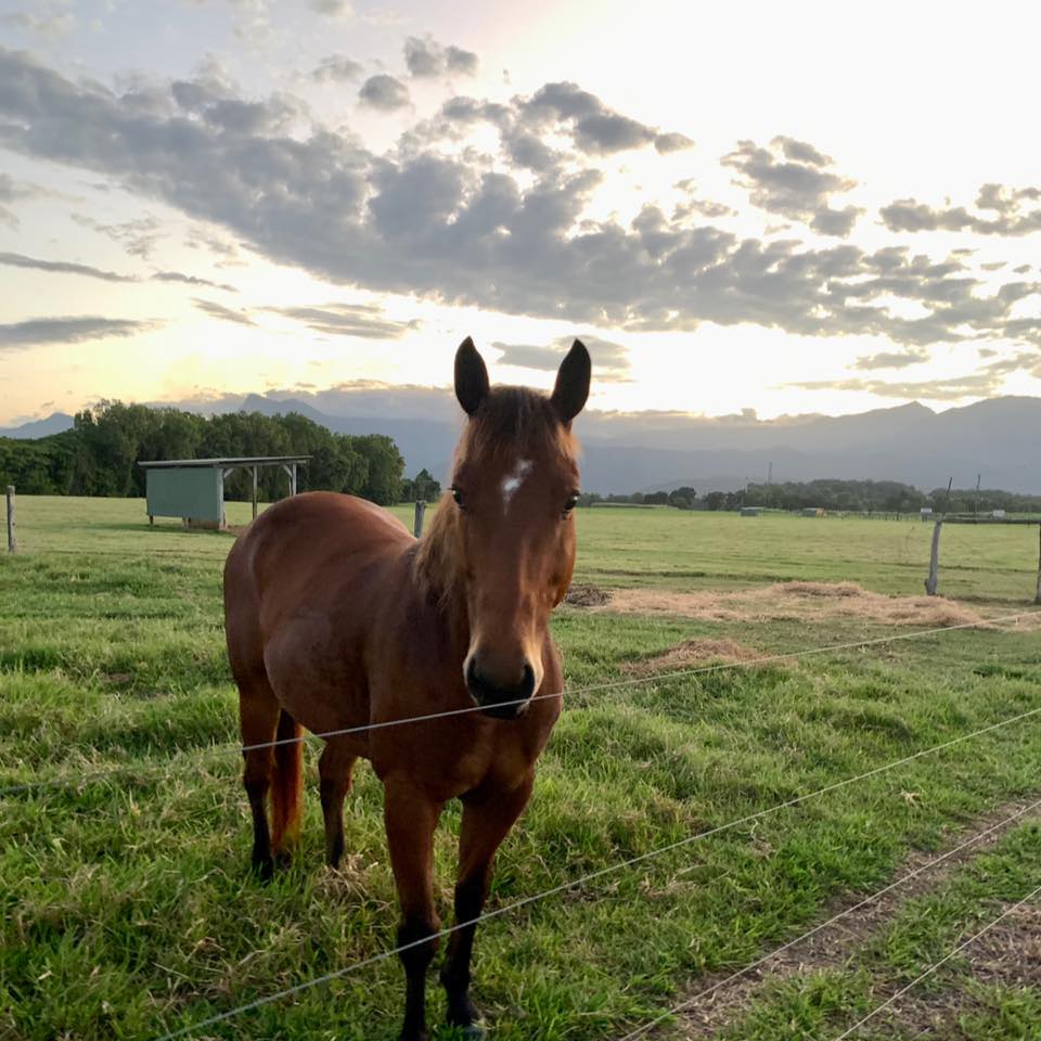 Newell Beach Horse Agistment