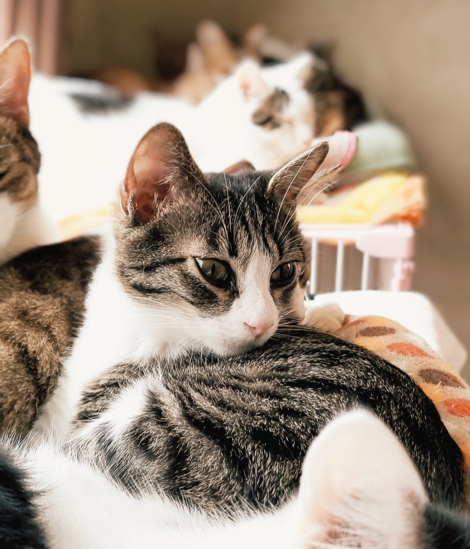 保護 猫 カフェ funnycat