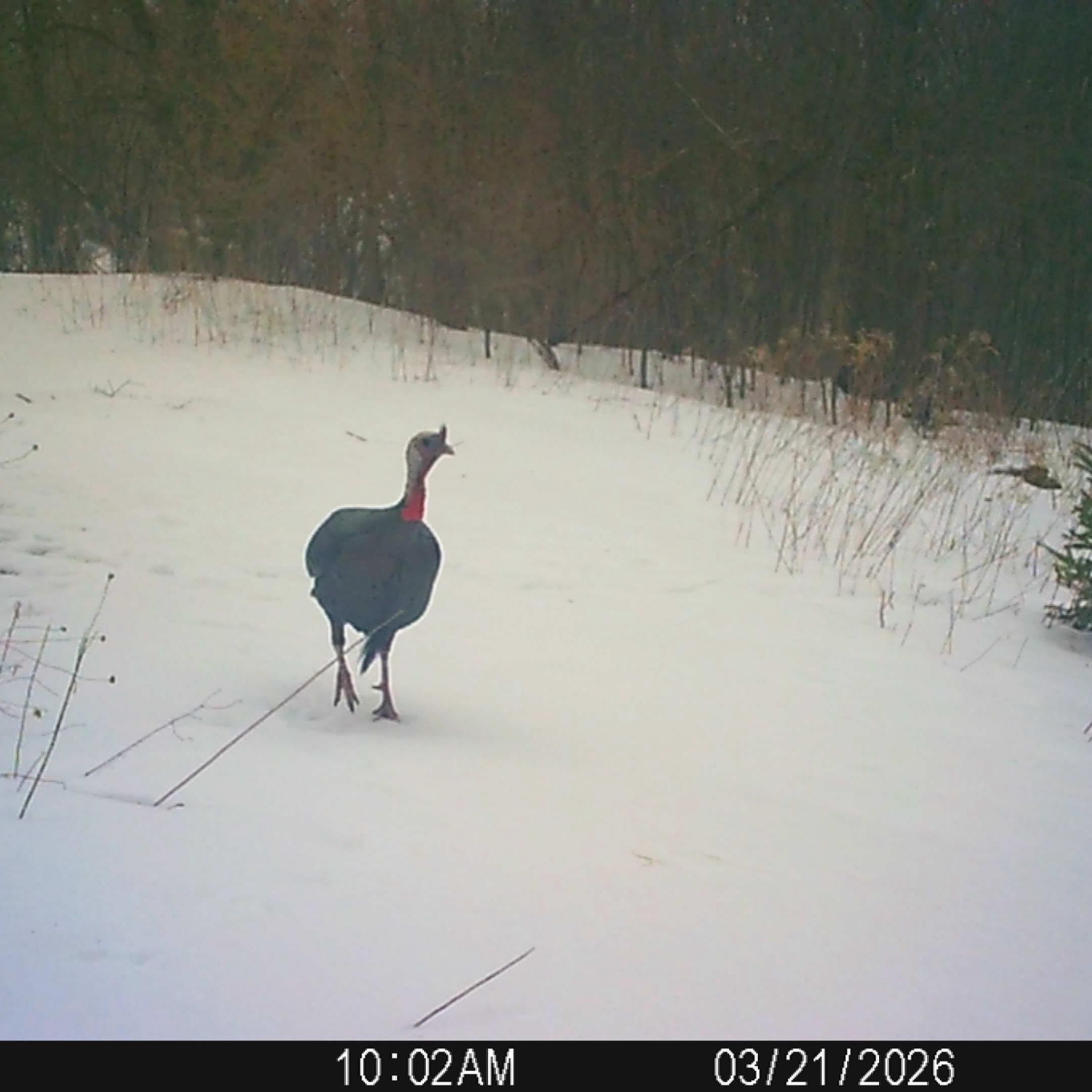 Crivitz Area Talk - Crivitz, Wisconsin/USA | Well on day 4 of the ...