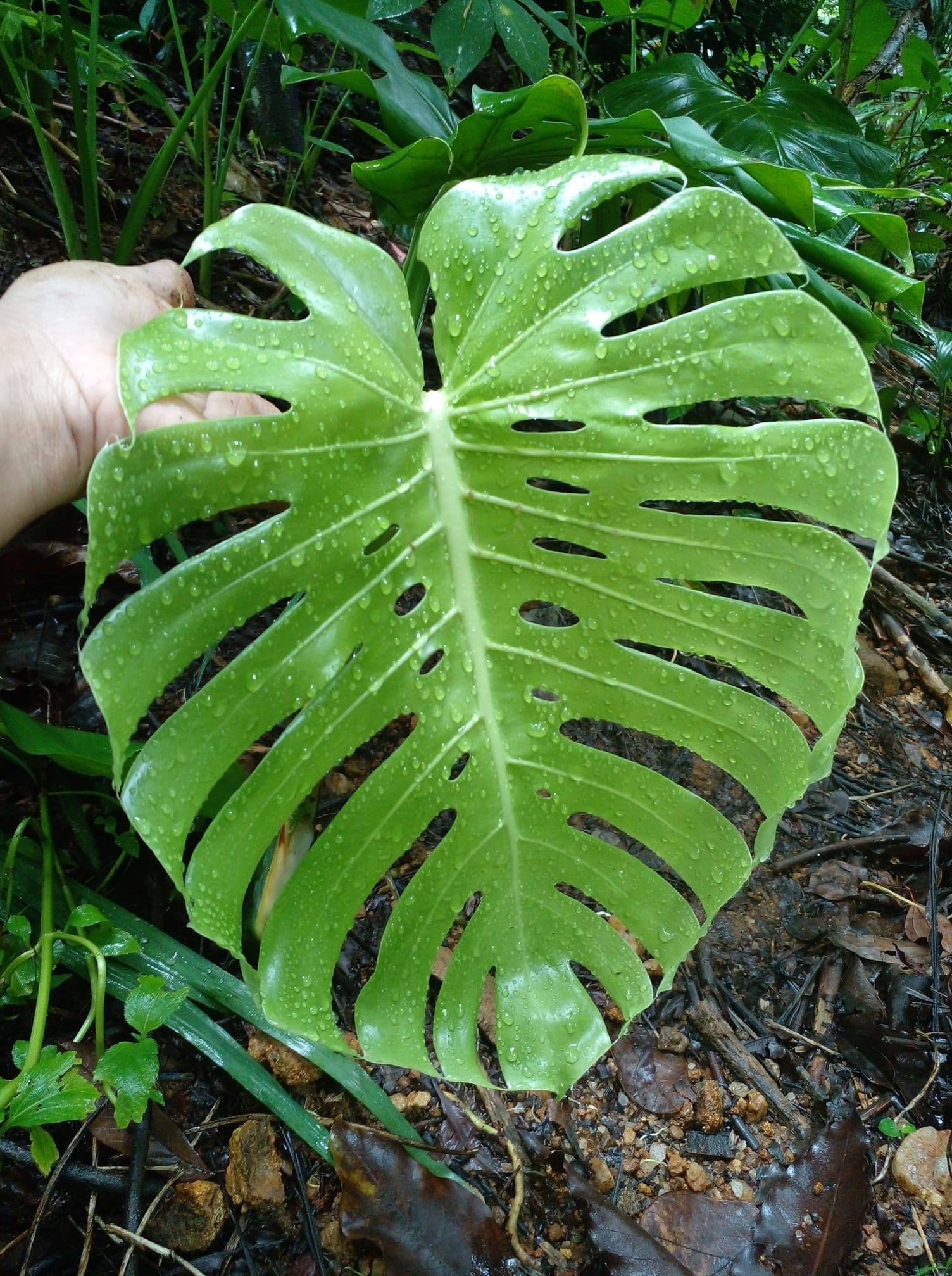 Samadhi Plant Nursery | Kandy