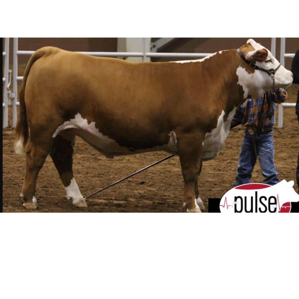 Strube Farm and Ranch Show Cattle | Wall TX