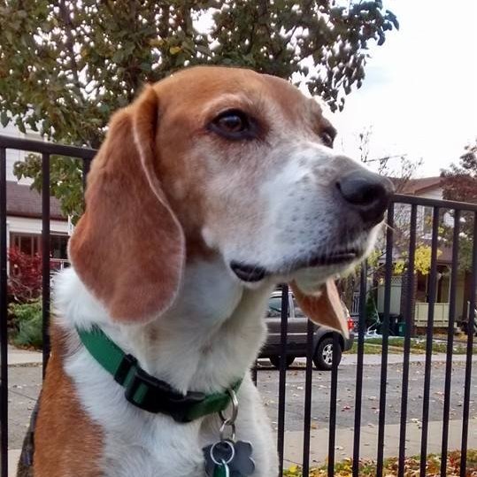 Rigo the Beagle