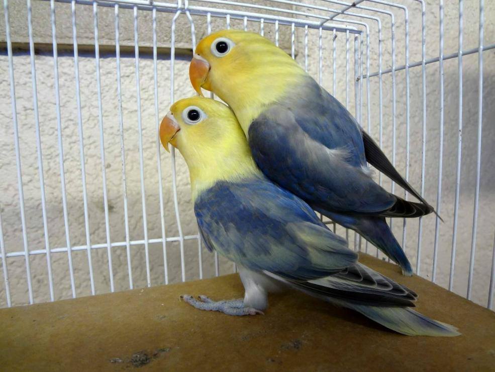 Parblue Lovebird