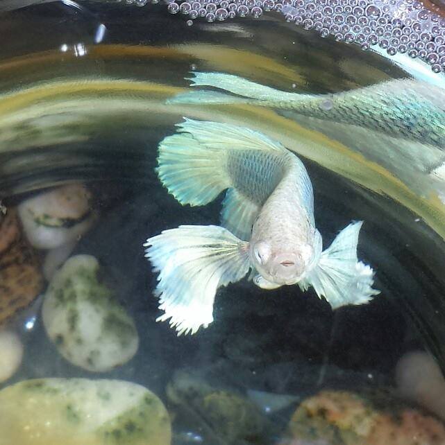JASPER Fish at North Memorial