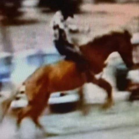 Wild - Jim Shoulder's success in rodeo qualifies him to be more than a ...
