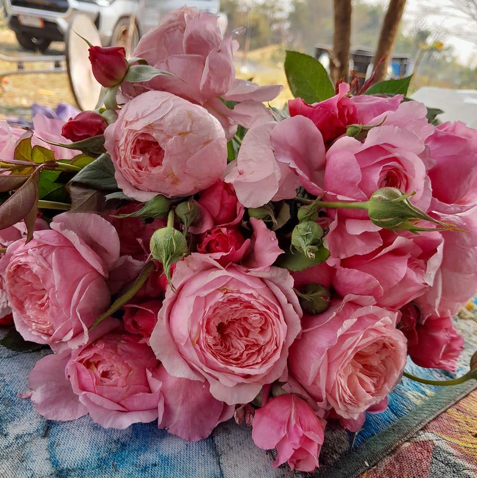 PING ROSE | Chiang Mai