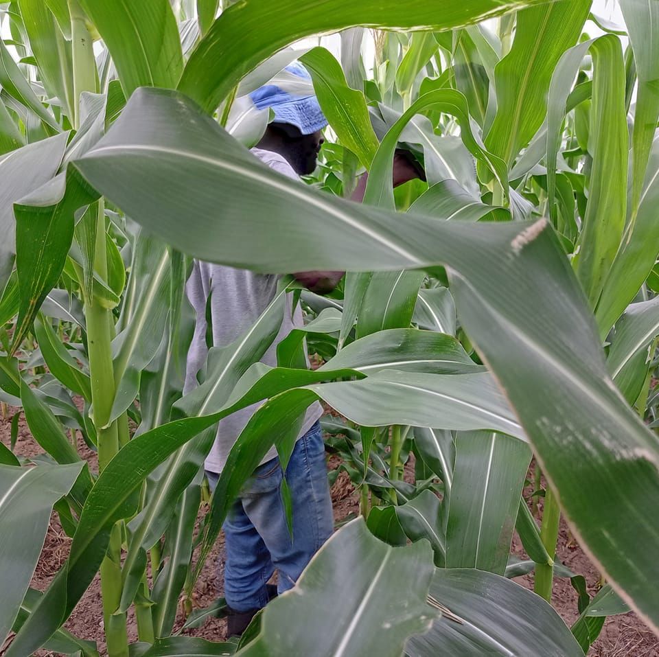 Mheta Farm | Zvishavane