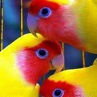 latino-lovebirds-en-2-voelhokke