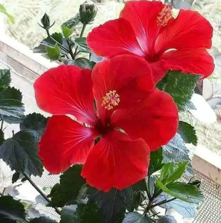 Tarun Rajput