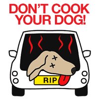 DontCookYourDog