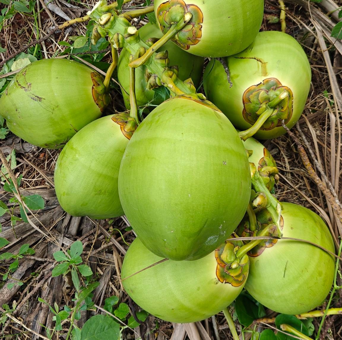 Coconut farming: neem oil application results video | Mahadeva ...