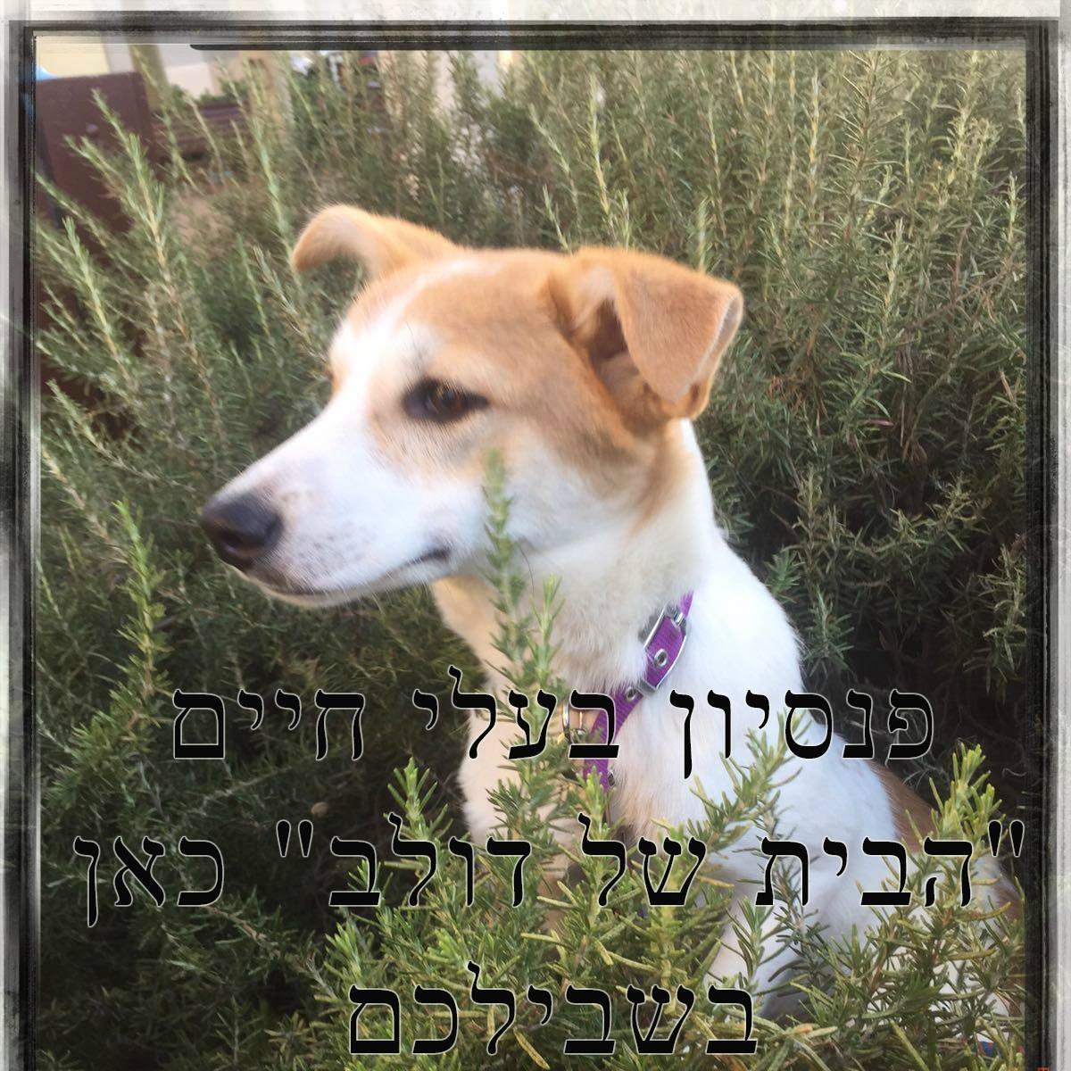 הבית של דולב