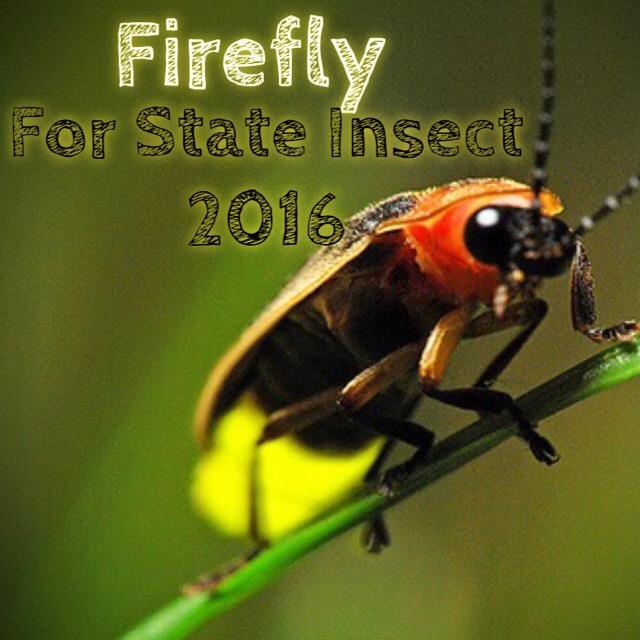 Support Kayla & Cumberland- Firefly for State Insect