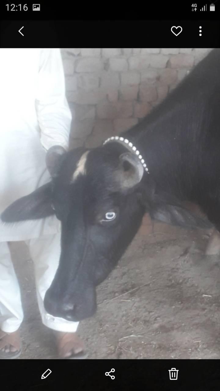 Pakistan Neeli Buffalo & Sahiwal Cow