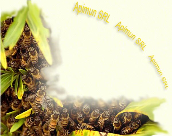 Apimun SRL | Bacau