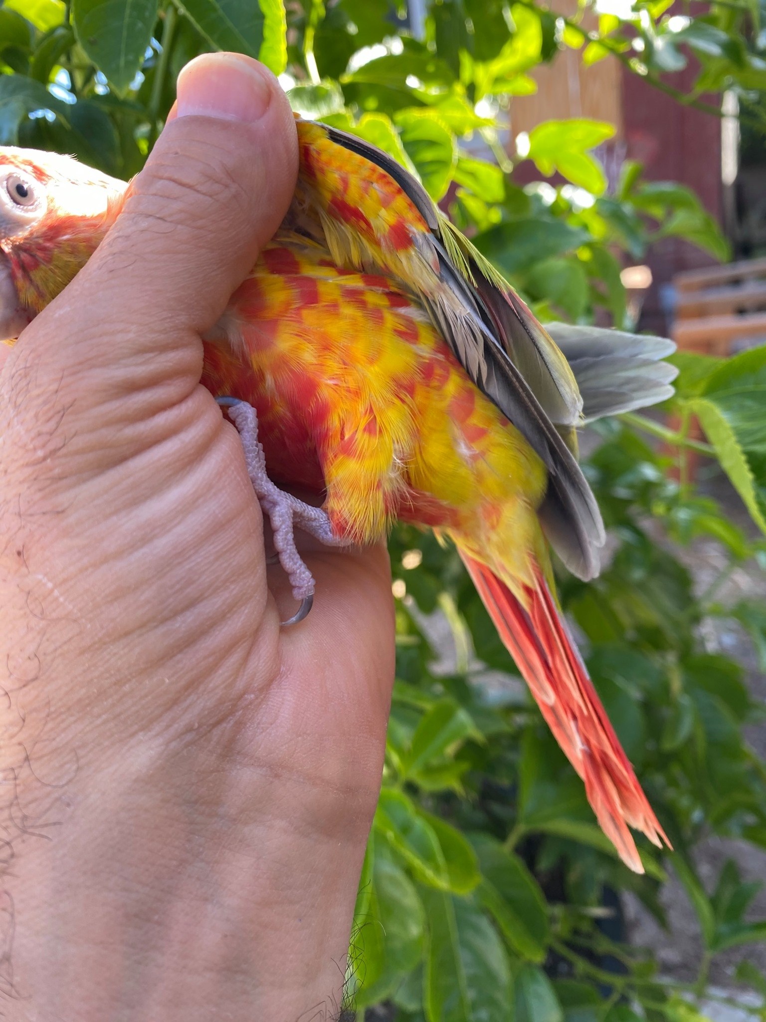 Shadow Ranch Aviary | Sunland-Tujunga CA