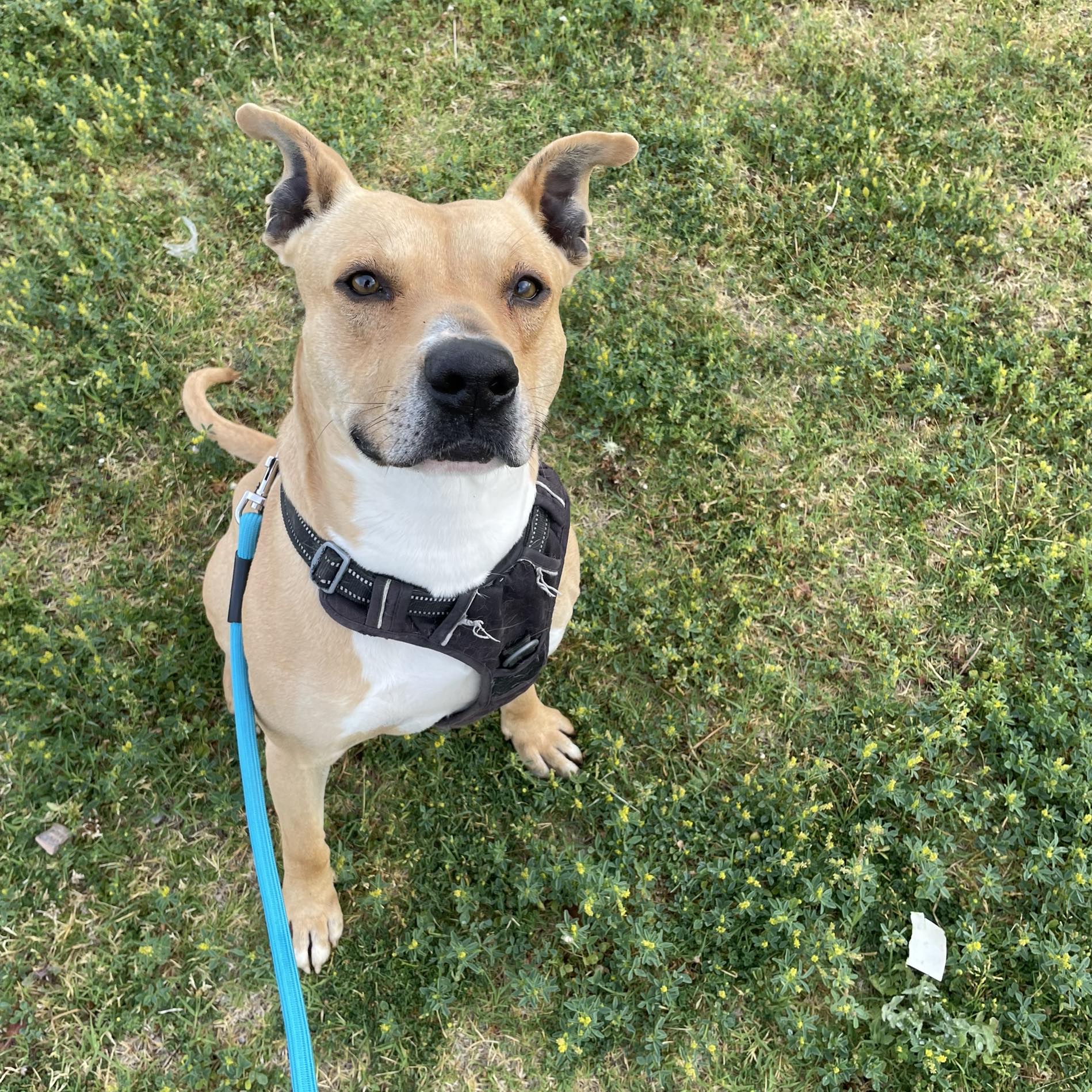 Team SCARS Adoptables - SCARS & PIA’s PAWS | Lake Havasu City AZ