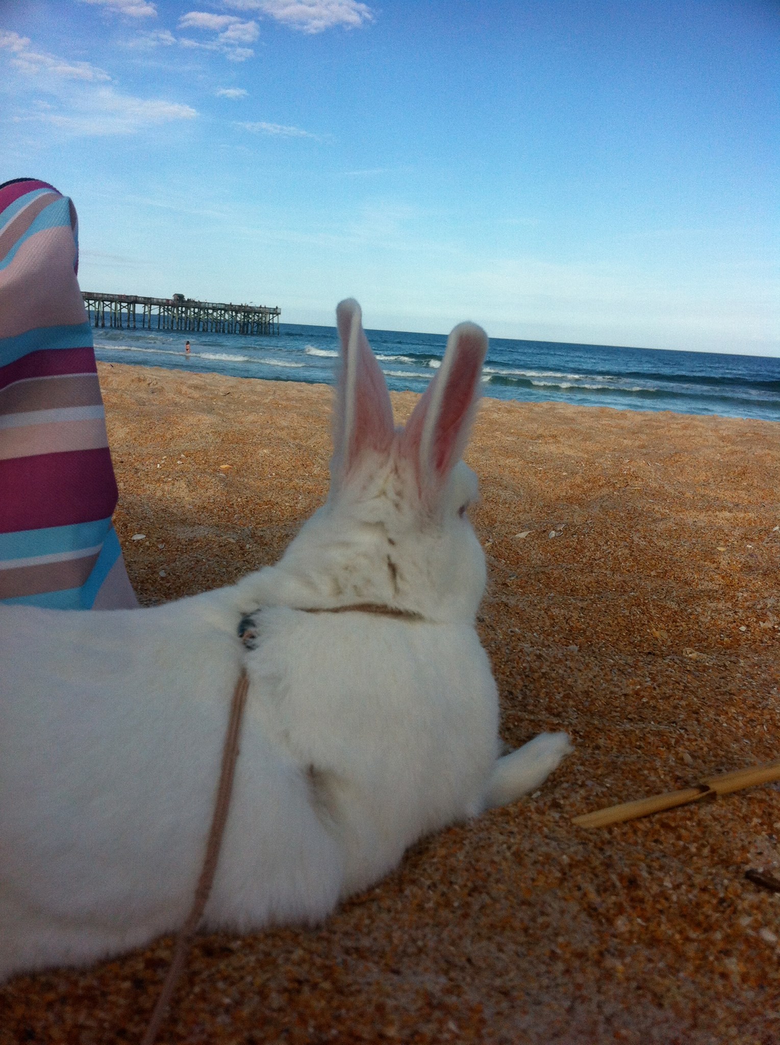 Periwinkle The Rabbit
