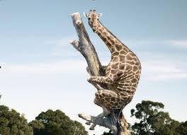 Animal Funny Videos